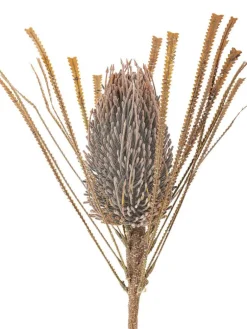 Bloomingville Koriste-Esineet|koristeoksa Palmflower ruskea