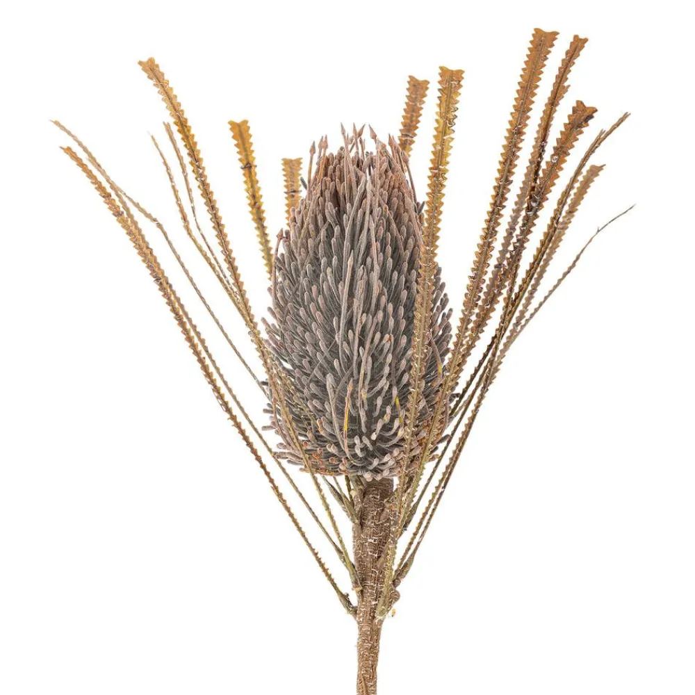 Bloomingville Koriste-Esineet|koristeoksa Palmflower ruskea