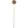 Bloomingville Koriste-Esineet|koristeoksa Allium ruskea