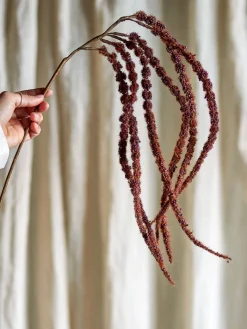 koristeoksa Foxtail punaruskea><noscript><img width=