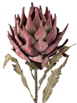 koristeoksa Protea violetti><noscript><img width=